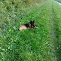 Loki aan de rand van het bos...