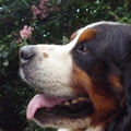 Berner Sennenhond