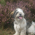 kyra met achtergrond mooi de heide in bloei