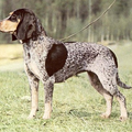 Luzerner Laufhund