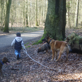 onze vent van bijna 3 wil wandelen met onze mechelaar dingo.DAAR GAAN ZE.