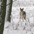 Saarloos Wolfhond