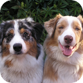 Australian Shepherd