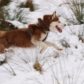 Siberische Husky