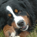 Berner Sennenhond