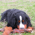 Berner Sennenhond