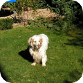Clumber Spaniel