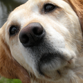 Labrador