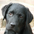 Labrador