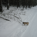 heerlijk slenteren in de sneeuw tijdens haar eerste winter.. en dan proberen of je een tak mee kunt nemen...