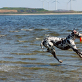 Onze vorige hond Dudley springt naar een frisbee aan het strand.