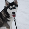Siberische Husky