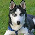 Siberische Husky