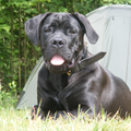 Cane Corso Italiano
