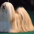 Lhasa Apso