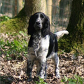 Engelse Springer Spaniel
