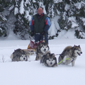 Alaskan Malamute