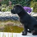 Labrador