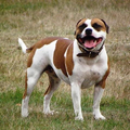 Staffordshire Bull Terrier