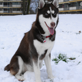 Siberische Husky