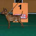 Dwergpinscher