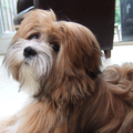 Lhasa Apso