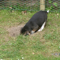 Beagle pup Tibo probeerd een gat te graven naar China!!