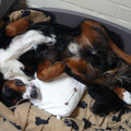 Aiko slaapt op zijn rug in zijn mand met ons kussen. Hij is hier net 11 maand.