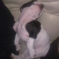 Hier onze franse bulldog Gee 4 dagen bij ons en voelt zich al helemaal thuis. Dit is zijn nieuwe manier van slapen.. Hij vond het heerlijk want snurkte er lekker bij 
