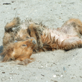 Eerst zwemmen en dan heerlijk door het zand rollen, wat wil je als hond nog meer?