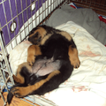 Kleine Rottweiler Roy van 10 weken helemaal in dromenland na het ontdekken van de wereld om zich heen.