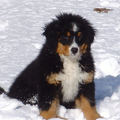 Berner Sennenhond