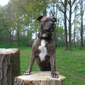 American Staffordshire Terrier