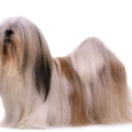Lhasa Apso
