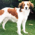 Kooikerhondje