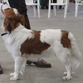Kooikerhondje