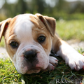 Old English Bulldog