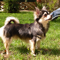 Chihuahua