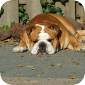 Engelse Bulldog