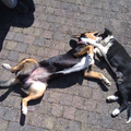 Dirk (3,5 mnden) en Gitta (3 jaar) knuffelend!
Echt vrienden en ze kunnen minutenlang samen op hun rug liggen en elkaar onder kwijlen! 