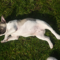 Hier ligt onze Franse bulldogpup lekker te zonnebaden en ze was op dat moment nog maar 15 weken! Een echt rivièra meiske ;-)