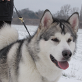 Alaskan Malamute