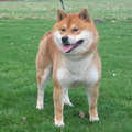 Shiba Inu