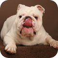 Engelse Bulldog