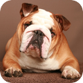 Engelse Bulldog