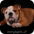 Engelse Bulldog