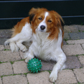 Kooikerhondje