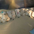 11 pupjes op een rij. Eentje ervan is Zita, maar welk... :D