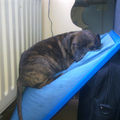 Ze ligt op een dienblad met pittenzak die tussen de verwarming en de bank lag..ze zocht een lekker plekje om te slapen :)
