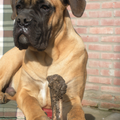 Cane Corso Italiano